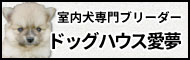 室内犬専門ブリーダードッグハウス愛夢