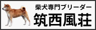 柴犬専門ブリーダー筑西風荘