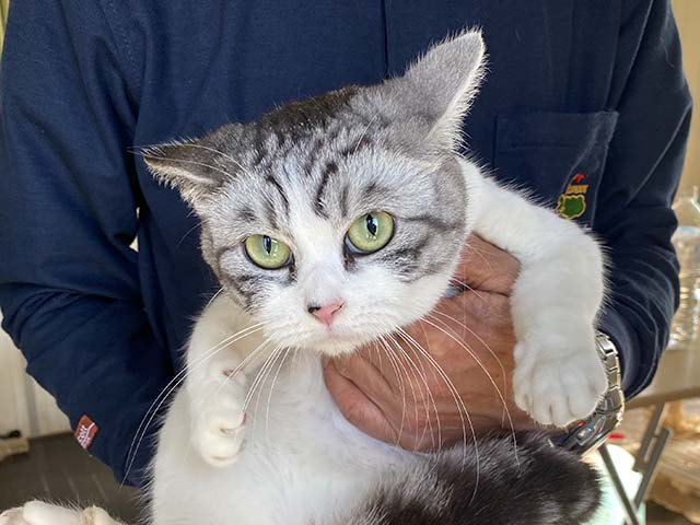 マンチカン 里親募集