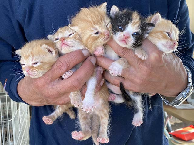子猫情報－猫専門ブリーダー マンチカン【キャットハウス愛夢